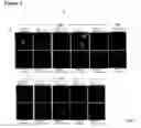 Fig. 07 - Modified cupredoxin derived peptides
