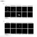 Fig. 09 - Modified cupredoxin derived peptides