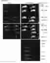 Fig. 33 - Modified cupredoxin derived peptides