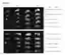 Fig. 41 - Modified cupredoxin derived peptides