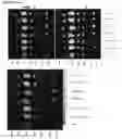 Fig. 44 - Modified cupredoxin derived peptides