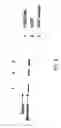 Fig. 07 - Epidermal Growth Factor Receptor Antagonists and Methods of Use