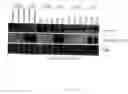 Fig. 08 - METHODS AND COMPOSITIONS FOR THE TREATMENT OF XEROSTOMIA
