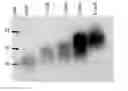 Fig. 01 - Long-acting veterinary polypeptides and methods of producing and administering same