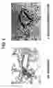 Fig. 07 - Pharmaceutical Use of Alpha Antigen or Alpha Antigen Gene