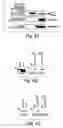 Fig. 07 - Anti-inflammatory compounds and uses thereof