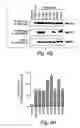 Fig. 09 - Anti-inflammatory compounds and uses thereof