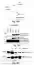 Fig. 22 - Anti-inflammatory compounds and uses thereof