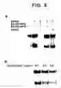 Fig. 07 - ErbB interface peptidomimetics and methods of use thereof
