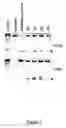 Fig. 02 - Gene Regulation