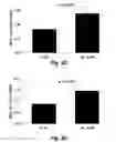 Fig. 15 - Methods for improving the structure and function of arterioles