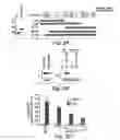 Fig. 04 - Anti-inflammatory compounds and uses thereof