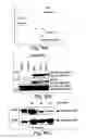 Fig. 22 - Anti-inflammatory compounds and uses thereof