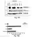Fig. 23 - Anti-inflammatory compounds and uses thereof