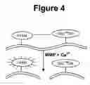 Fig. 05 - METHODS FOR THE TREATMENT OF BRAIN EDEMA