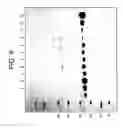 Fig. 13 - Modified Fc molecules