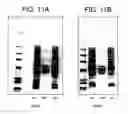 Fig. 15 - Modified Fc molecules