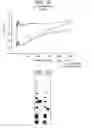 Fig. 19 - Modified Fc molecules