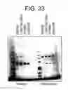 Fig. 22 - Modified Fc molecules