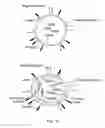 Fig. 16 - Ligand-conjugated monomers