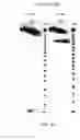 Fig. 19 - Ligand-conjugated monomers