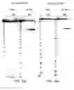 Fig. 20 - Ligand-conjugated monomers
