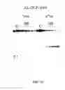Fig. 23 - Ligand-conjugated monomers