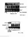 Fig. 25 - Ligand-conjugated monomers