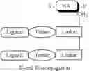 Fig. 94 - Ligand-conjugated monomers