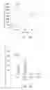 Fig. 07 - SYSTEM FOR DETECTING FUNCTION OF INTESTINAL BARRIER AND METHOD FOR USING THE SAME