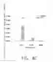 Fig. 09 - SYSTEM FOR DETECTING FUNCTION OF INTESTINAL BARRIER AND METHOD FOR USING THE SAME