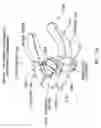 Fig. 28 - Method and apparatus for performing an open wedge, high tibial osteotomy