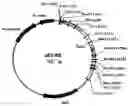 Fig. 01 - Method of production of recombinant sucrose synthase, use thereof in the manufacture of kits for determination of sucrose, production of adpglucose and production of transgenic plants whose leaves and storage organs accumulate high contents of adpglucose and starch