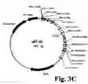 Fig. 06 - Method of production of recombinant sucrose synthase, use thereof in the manufacture of kits for determination of sucrose, production of adpglucose and production of transgenic plants whose leaves and storage organs accumulate high contents of adpglucose and starch