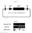Fig. 08 - Bioreactor using viviparous plant
