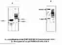 Fig. 06 - Efficient transformation method for sunflower and oil seeds based on positive selection
