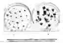 Fig. 09 - Efficient transformation method for sunflower and oil seeds based on positive selection