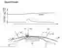 Fig. 01 - Method for drying a fibrous web