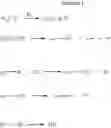Fig. 03 - Surface-promoted cure of cationically curable compositions comprising vinyl ethers