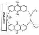 Fig. 01 - Electroactivated film with layered structure