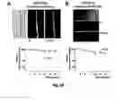 Fig. 20 - Method and apparatus for manipulating single cells and small aggregates thereof