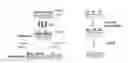 Fig. 01 - Process for the application of spin transition molecular materials in thin layers