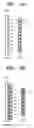 Fig. 04 - IMAGE FORMING APPARATUS AND METHOD OF FORMING COLOR IMAGE USING THE SAME
