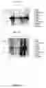 Fig. 41 - Nucleotide and amino acid sequences relating to respiratory diseases and obesity