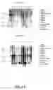 Fig. 43 - Nucleotide and amino acid sequences relating to respiratory diseases and obesity