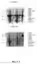 Fig. 45 - Nucleotide and amino acid sequences relating to respiratory diseases and obesity