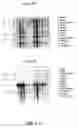 Fig. 46 - Nucleotide and amino acid sequences relating to respiratory diseases and obesity