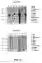 Fig. 47 - Nucleotide and amino acid sequences relating to respiratory diseases and obesity