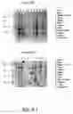Fig. 48 - Nucleotide and amino acid sequences relating to respiratory diseases and obesity