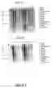 Fig. 49 - Nucleotide and amino acid sequences relating to respiratory diseases and obesity